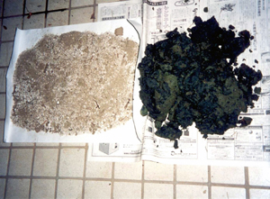排水処理で回収した藻をバクテリア処理して肥料化　左：処理した肥料　右：処理前の排水処理装置から回収された藻